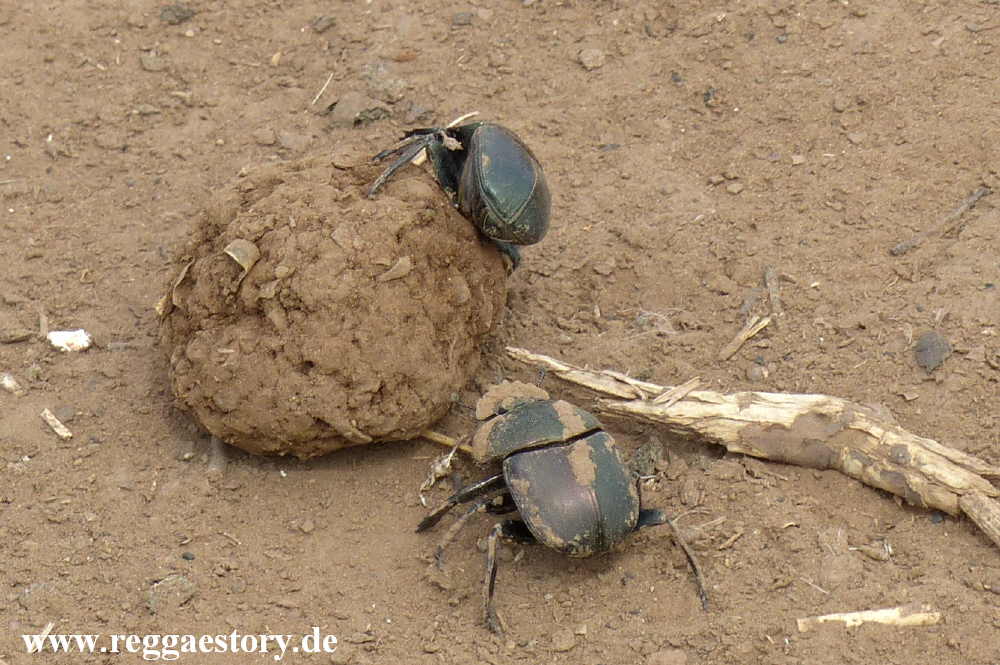Dung beetles - Dassanech Village - Omorate - Ethiopia