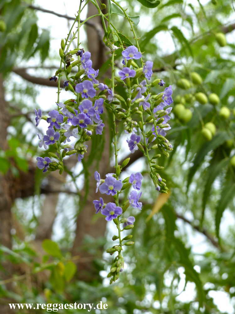 Buska Lodge - Turmi - Ethiopia