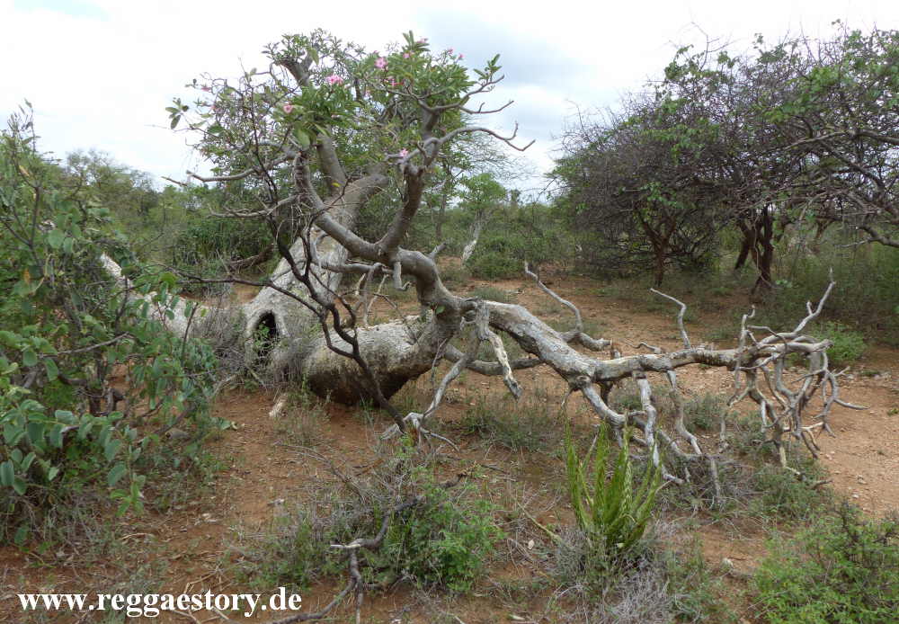 W&uuml;stenrose - Turmi - Ethiopia