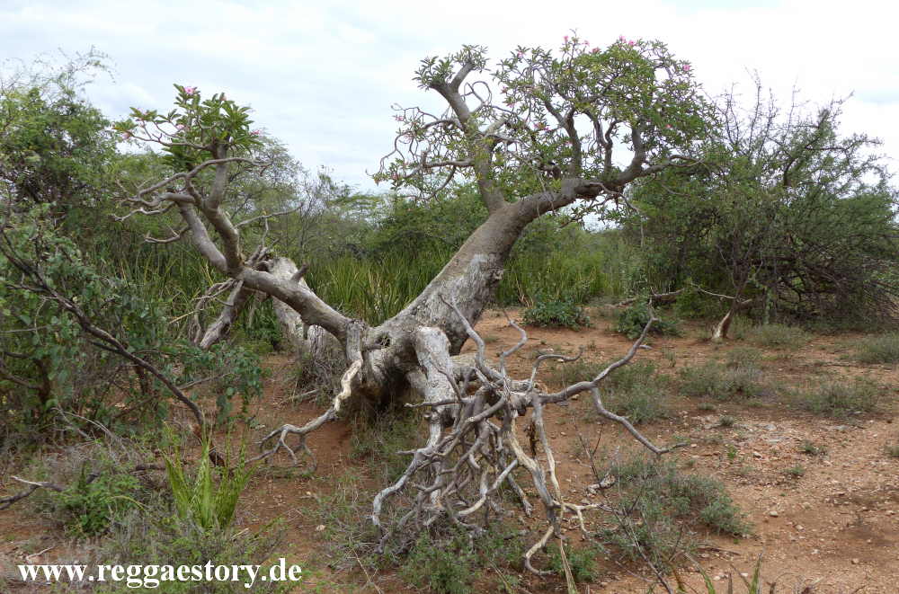 W&uuml;stenrose - Turmi - Ethiopia