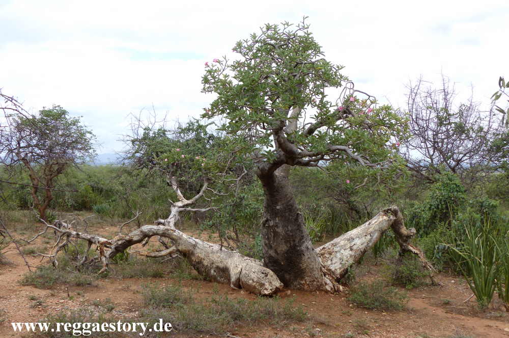 W&uuml;stenrose - Turmi - Ethiopia