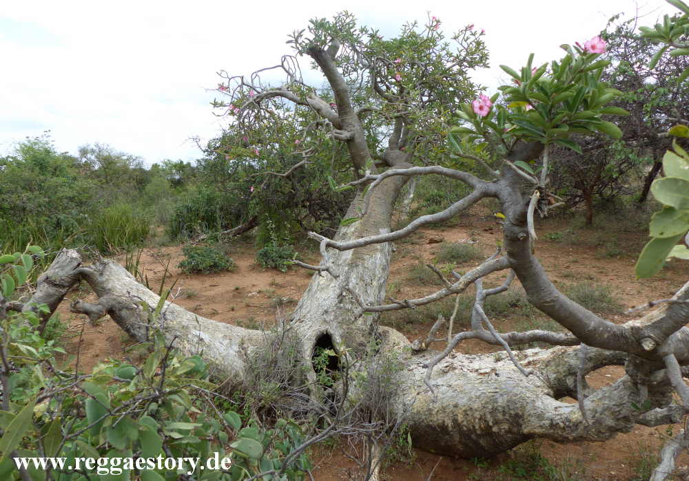 Desert rose - Turmi - Ethiopia