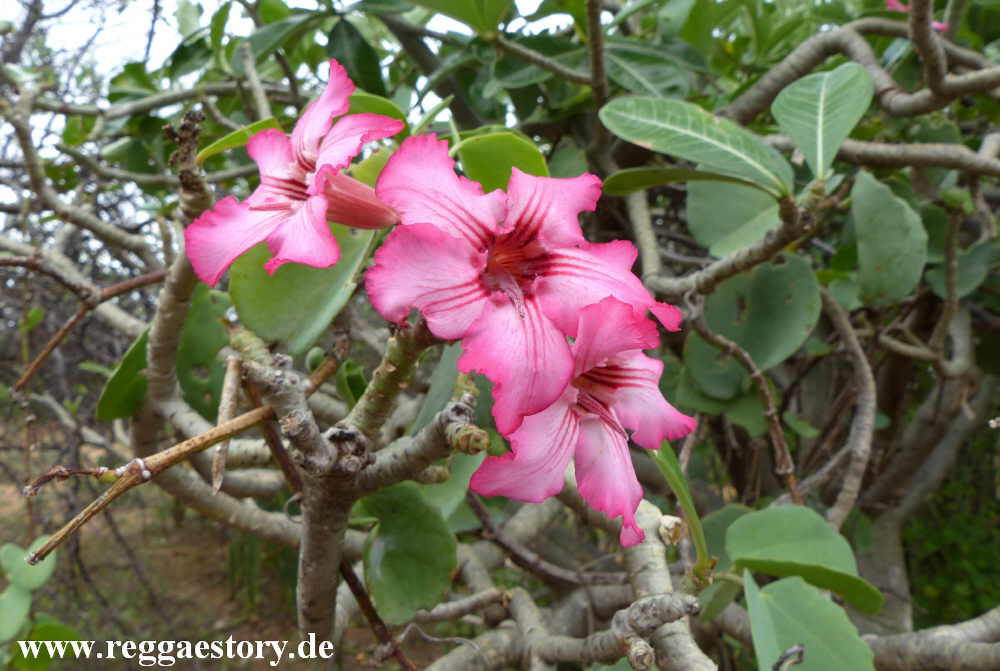 W&uuml;stenrose - Turmi - Ethiopia