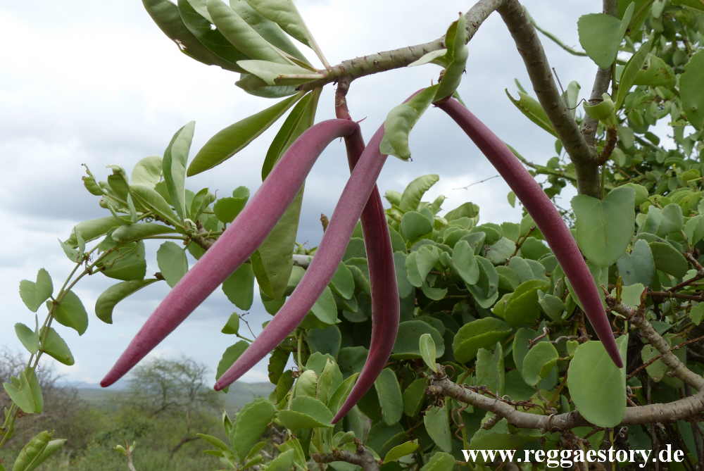 W&uuml;stenrose - Turmi - Ethiopia