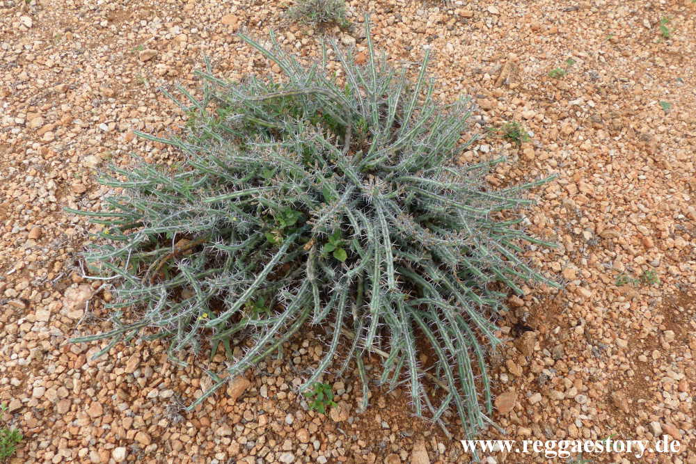 Turmi - Ethiopia