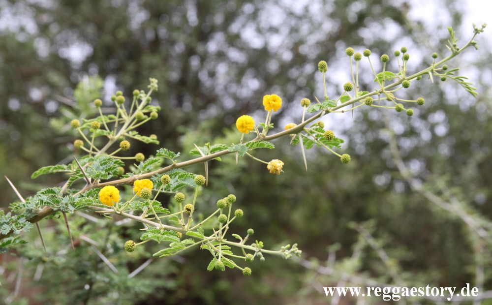 Ethiopia - The South - Acatia nilotica