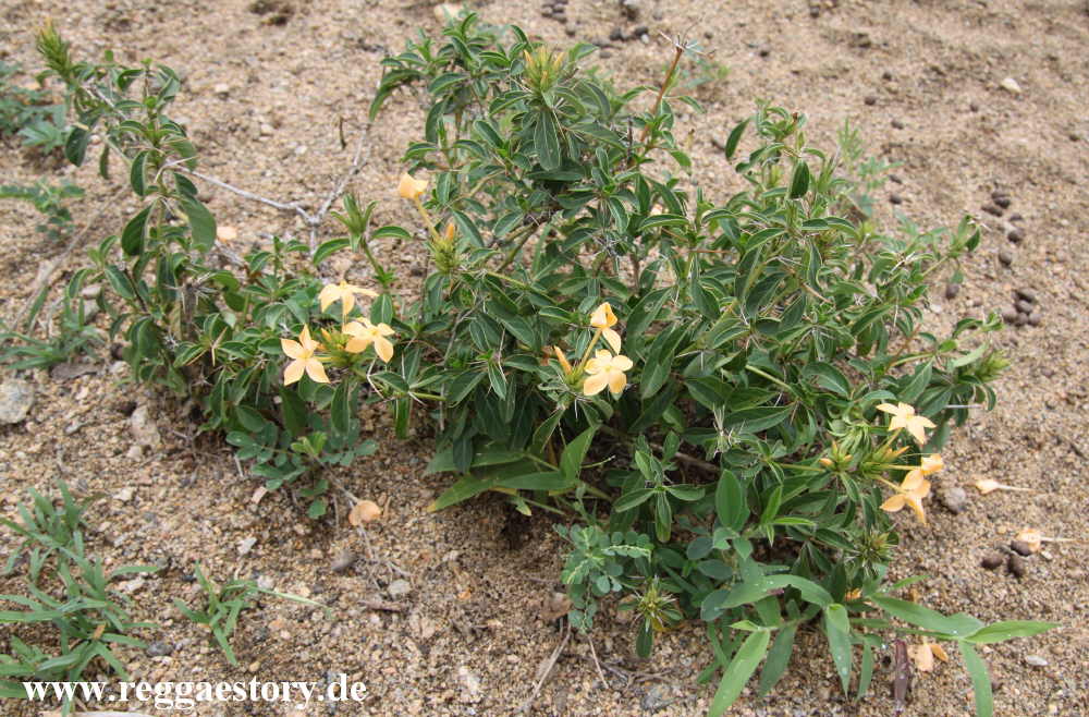 Ethiopia - The South - Plant