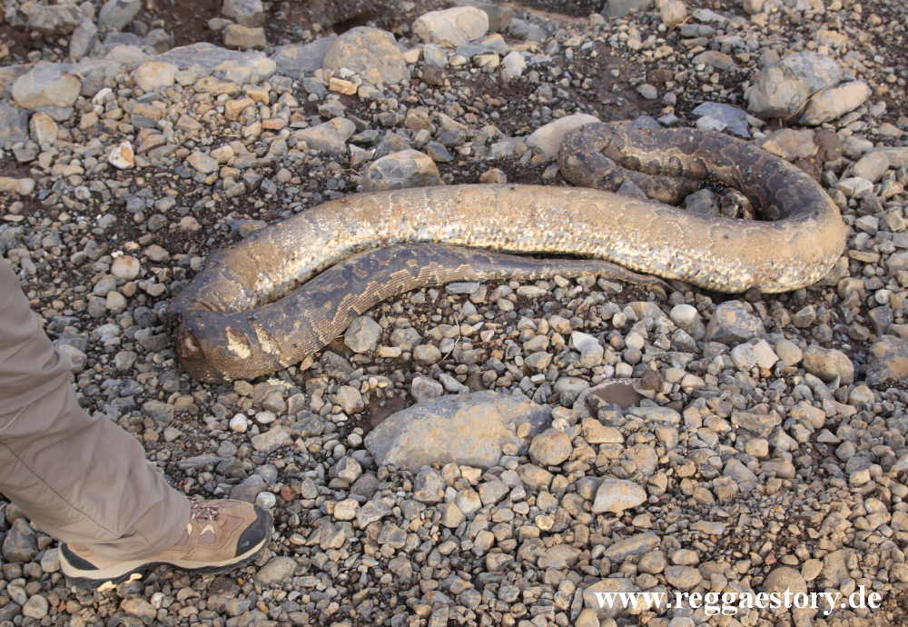 Ethiopia - The South - Python