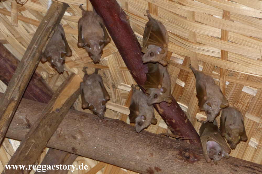 Buska Lodge - Flederm&auml;use