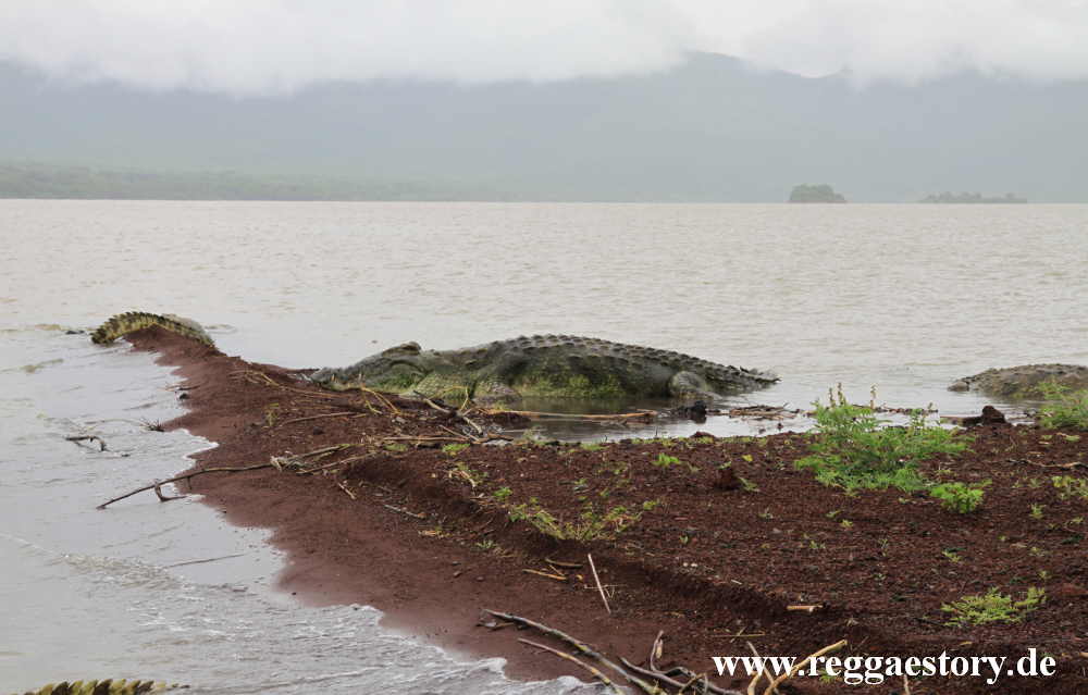 Nilkrokodil - Lake Chamo - Ethiopia