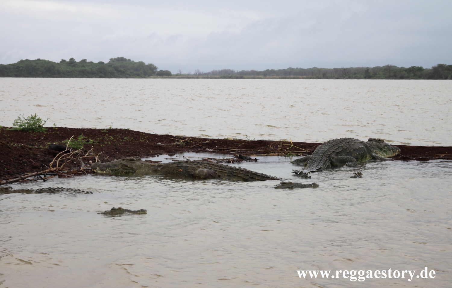 Nilkrokodil - Lake Chamo - Ethiopia