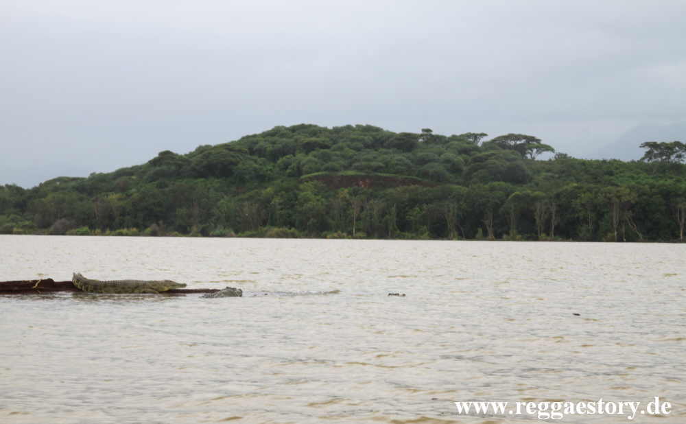 Nilkrokodil - Lake Chamo - Ethiopia