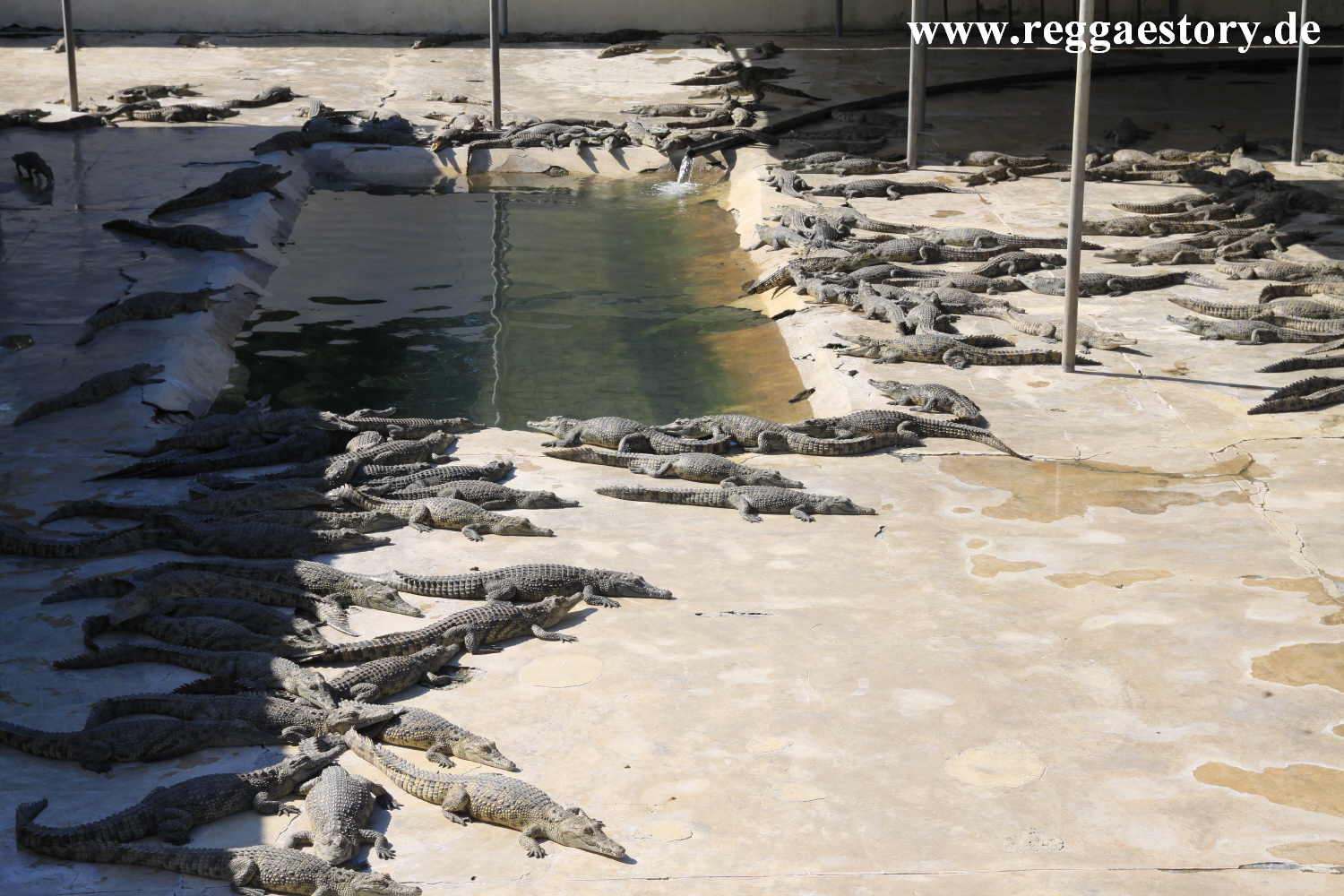 Crocodile Ranch - Arba Minch - Ethiopia