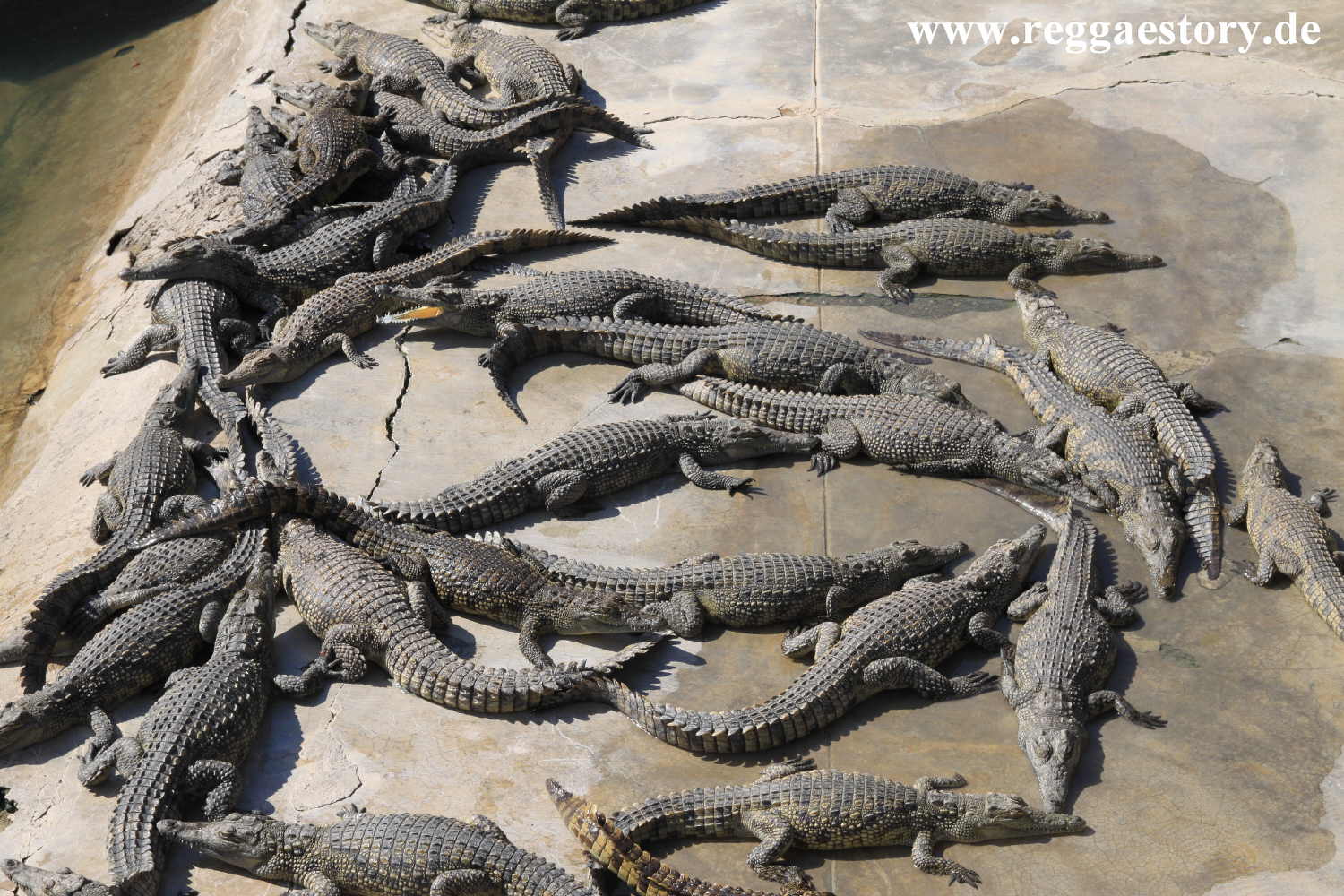 Crocodile Ranch - Arba Minch - Ethiopia