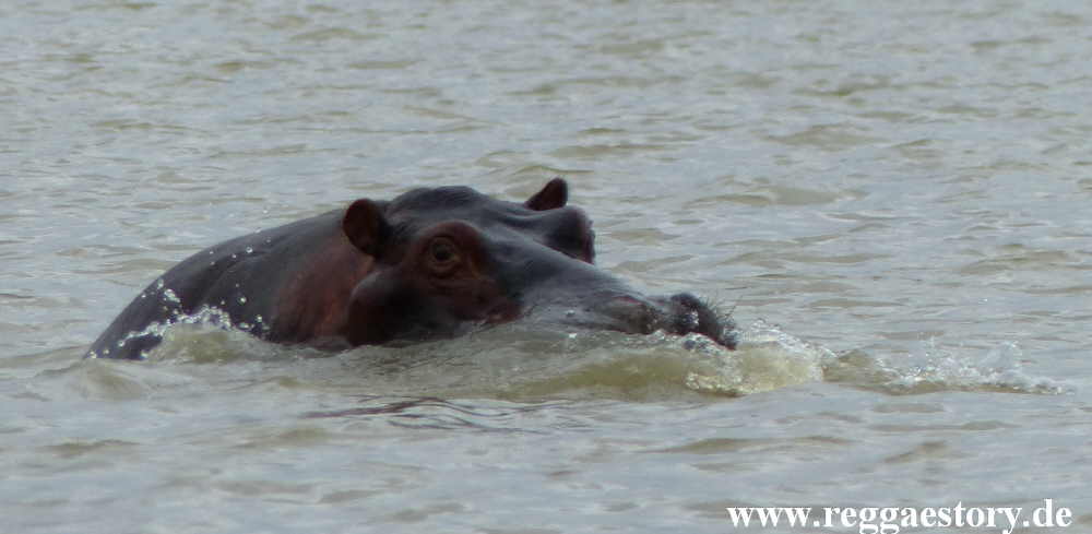 Hippo - Lake Chamo - Ethiopia