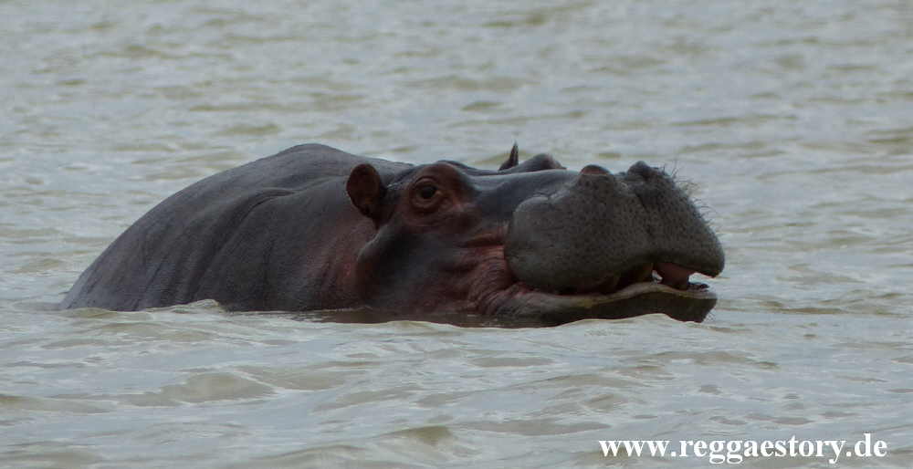 Hippo - Lake Chamo - Ethiopia