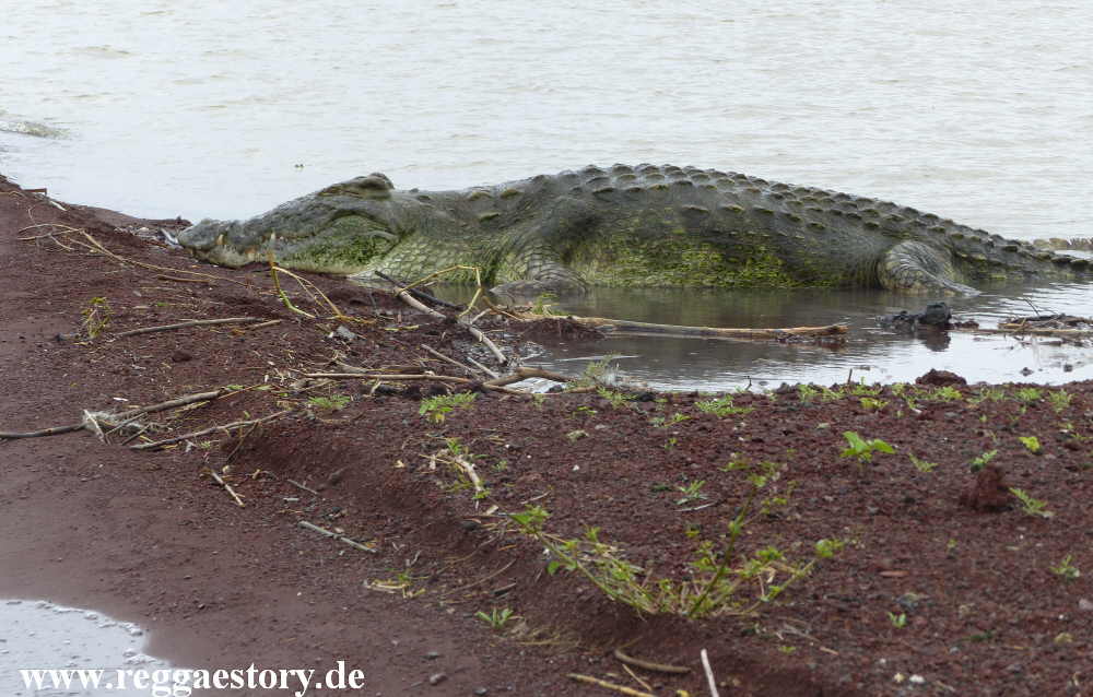 Nilkrokodil - Lake Chamo - Ethiopia
