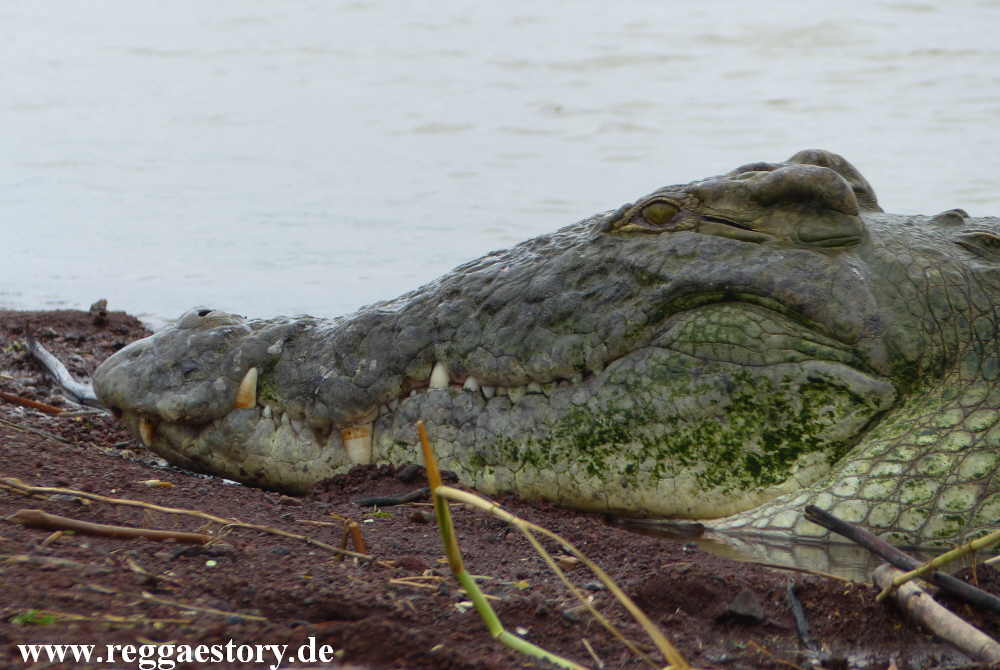 Nilkrokodil - Lake Chamo - Ethiopia