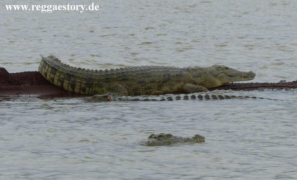 Nilkrokodil - Lake Chamo - Ethiopia