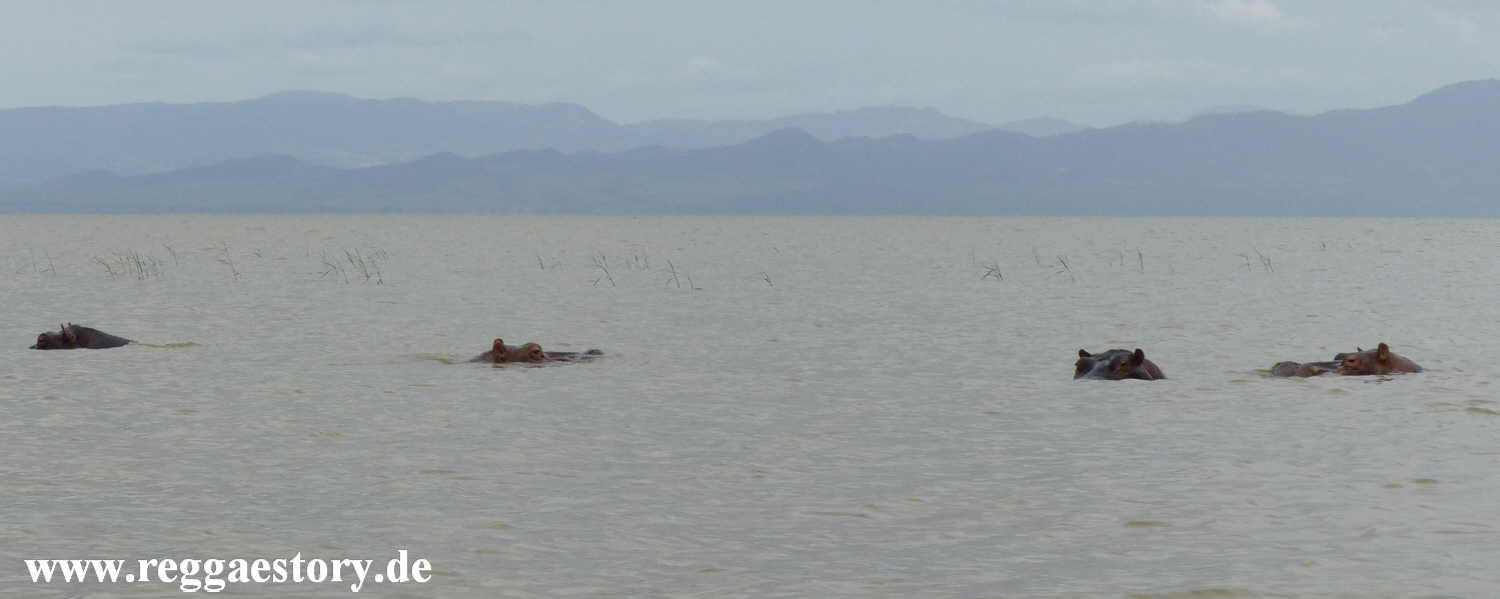 Hippos - Lake Chamo - Ethiopia
