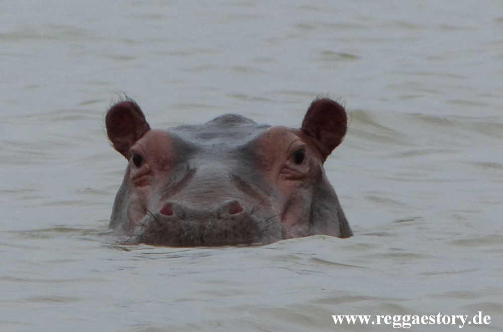 Hippo - Lake Chamo - Ethiopia