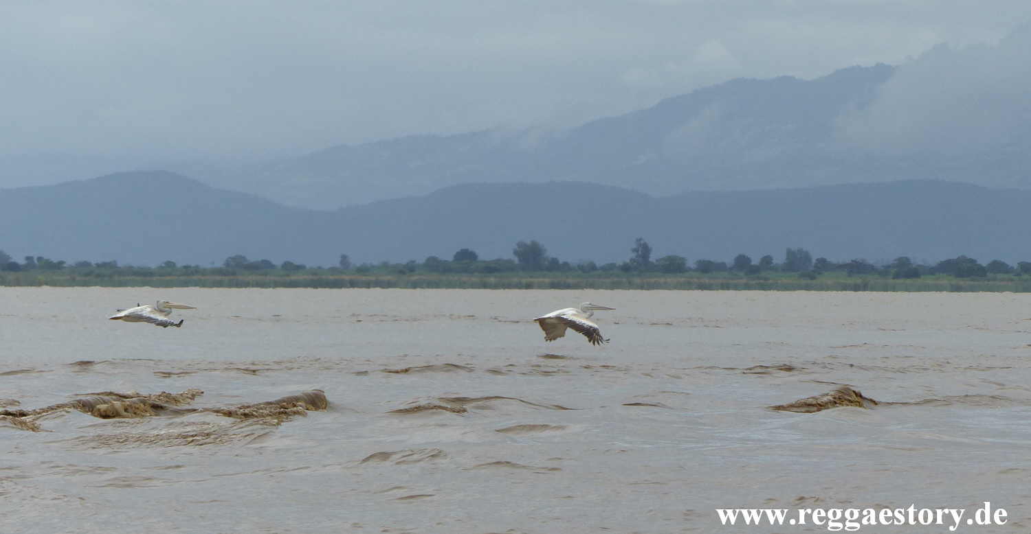 Pelikan - Lake Chamo - Ethiopia