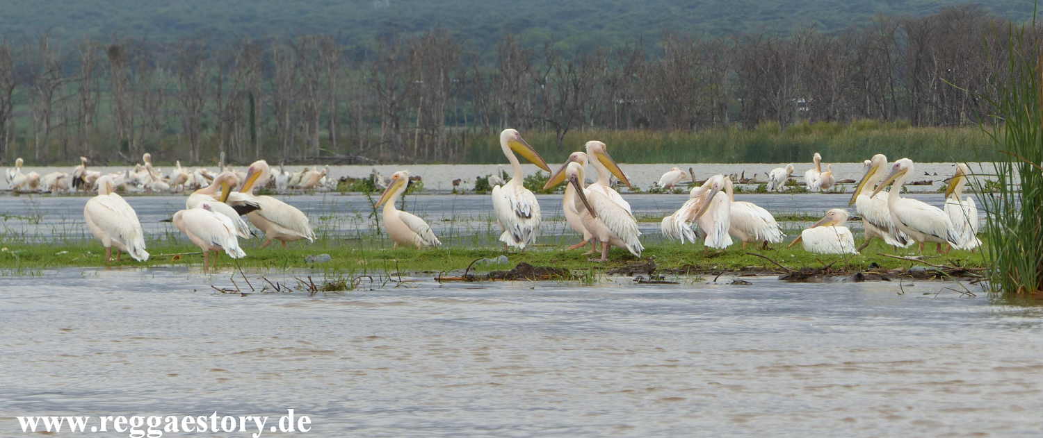 Pelikan - Lake Chamo - Ethiopia