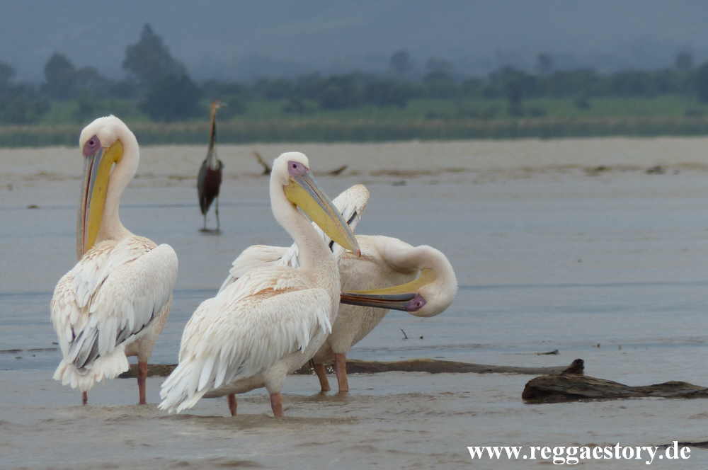 Pelikan - Lake Chamo - Ethiopia