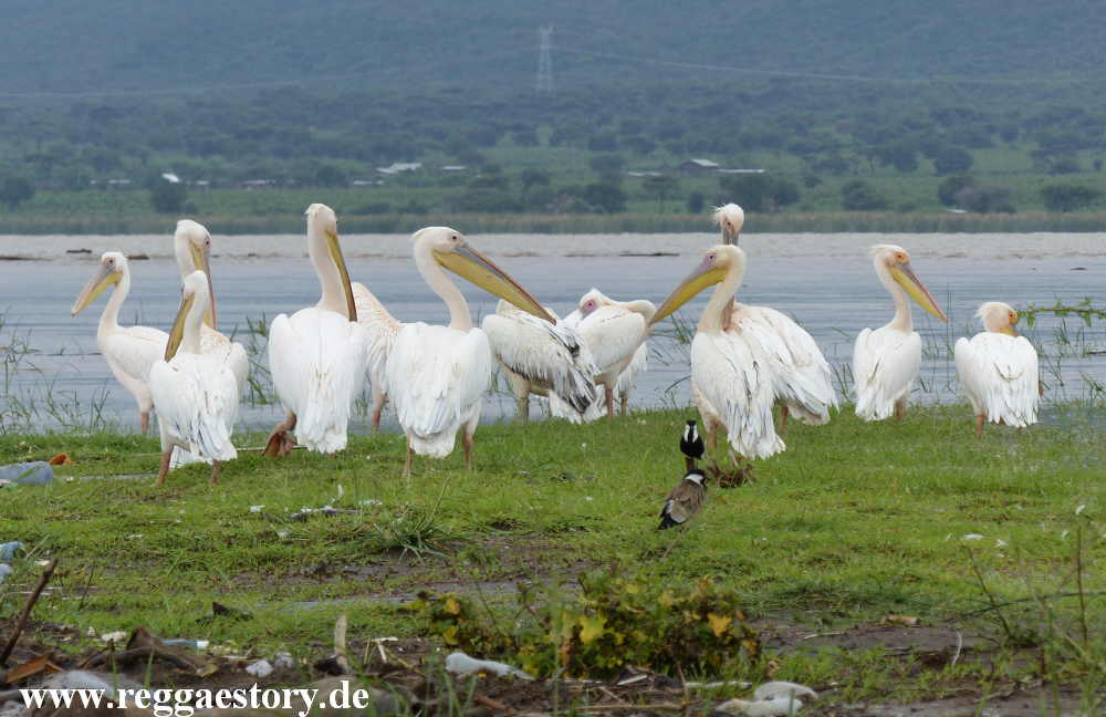 Pelikan - Lake Chamo - Ethiopia