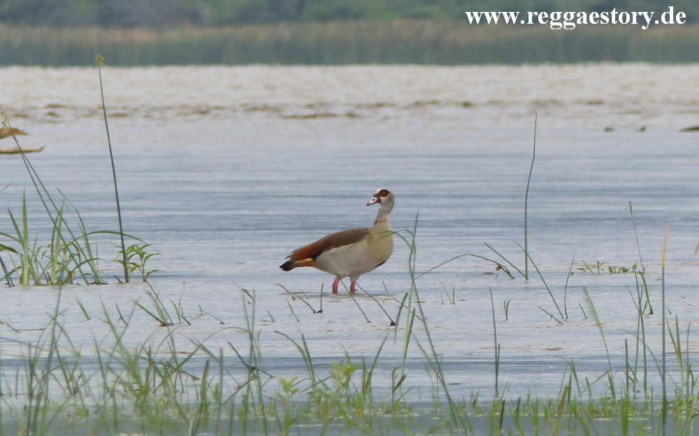 Nilgans - Lake Chamo - Ethiopia