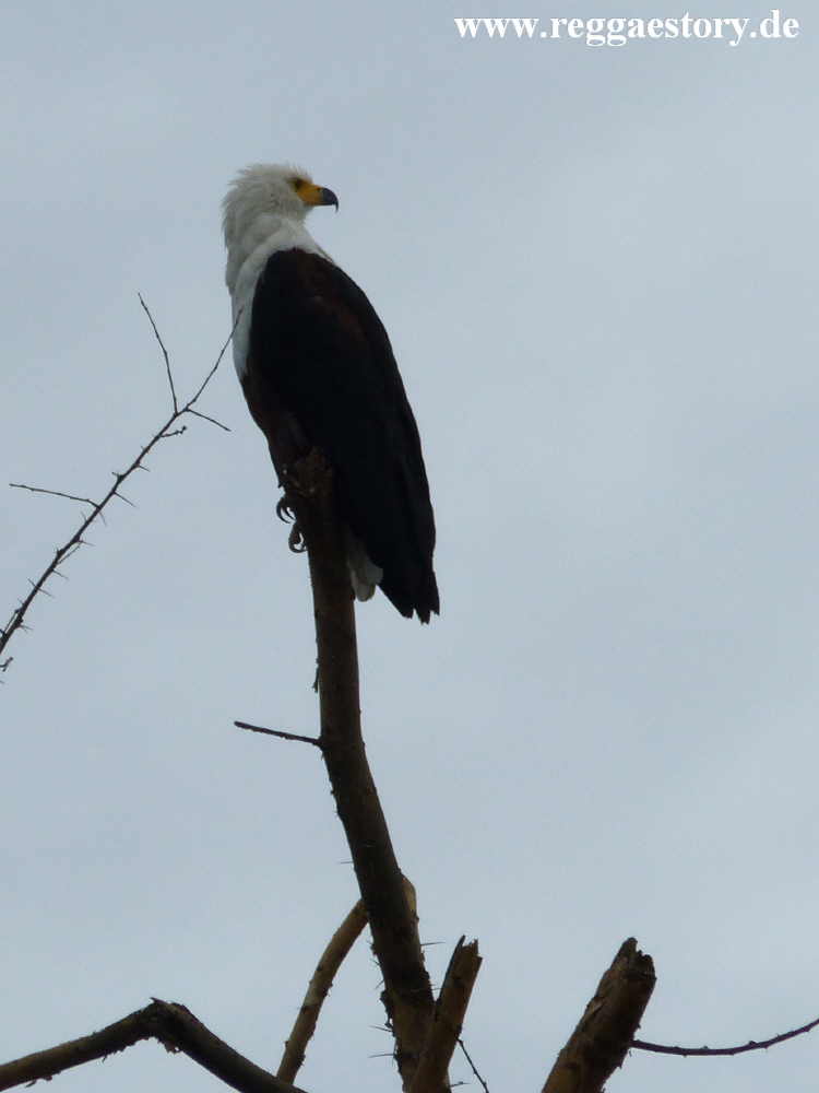 Eagle - Lake Chamo - Ethiopia