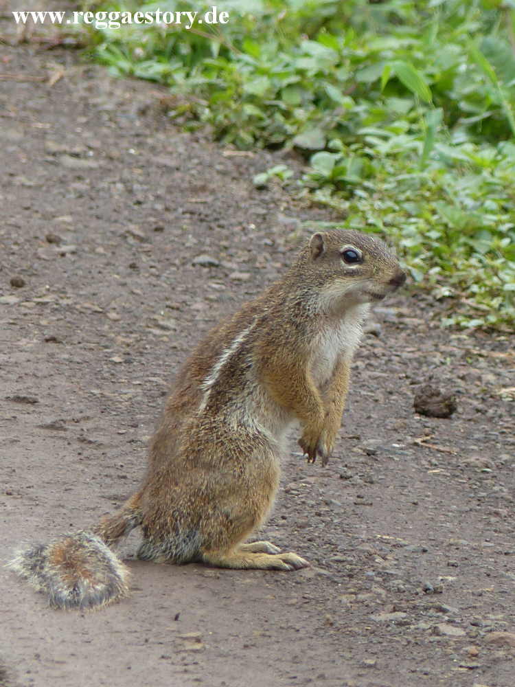 H&ouml;rnchen