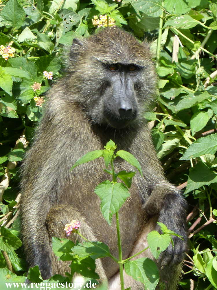 Paviane - Arba Minch