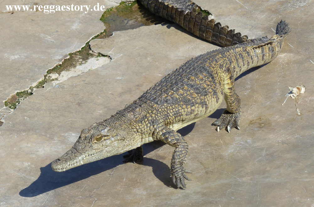Crocodile Ranch - Arba Minch - Ethiopia