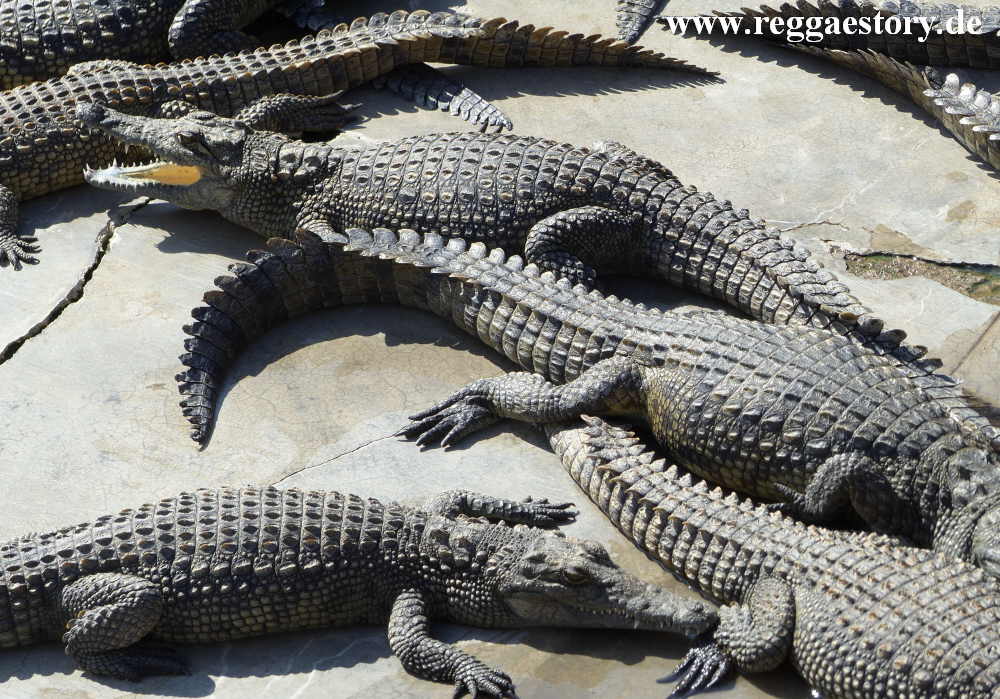 Crocodile Ranch - Arba Minch - Ethiopia