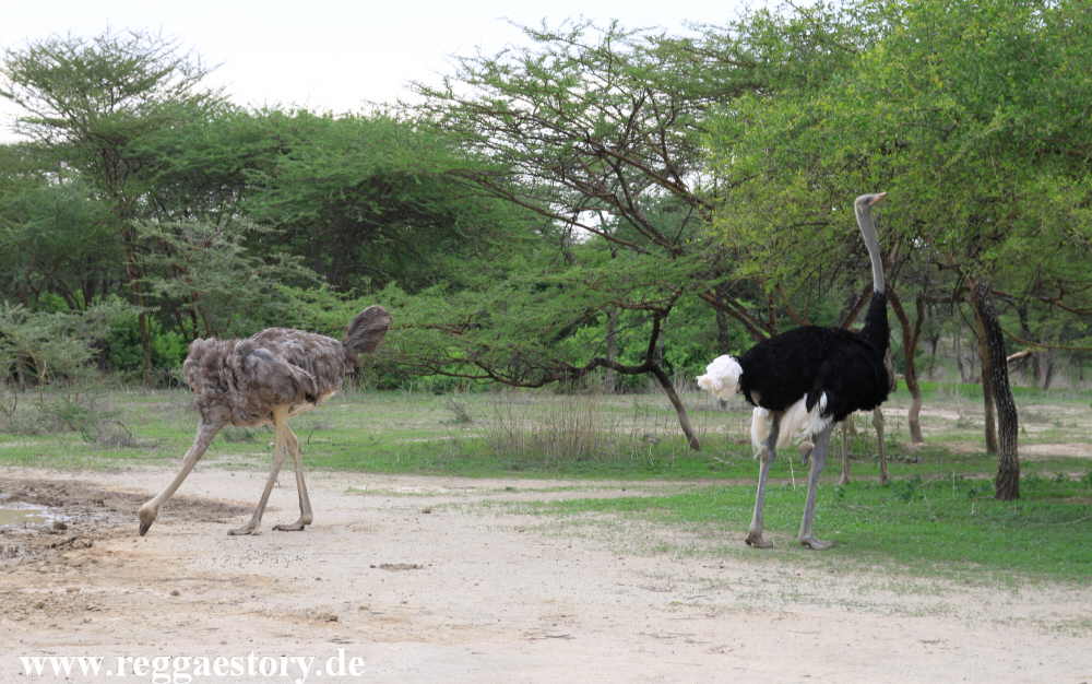 Abijata-Shala-Nationalpark - Ethiopia