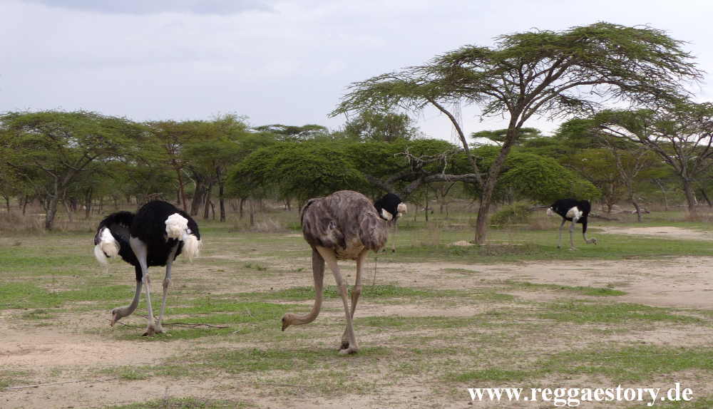 Abijata-Shala-Nationalpark - Ethiopia
