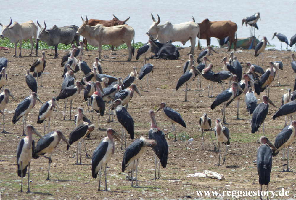 Marabus - Lake Koka - Ethiopia