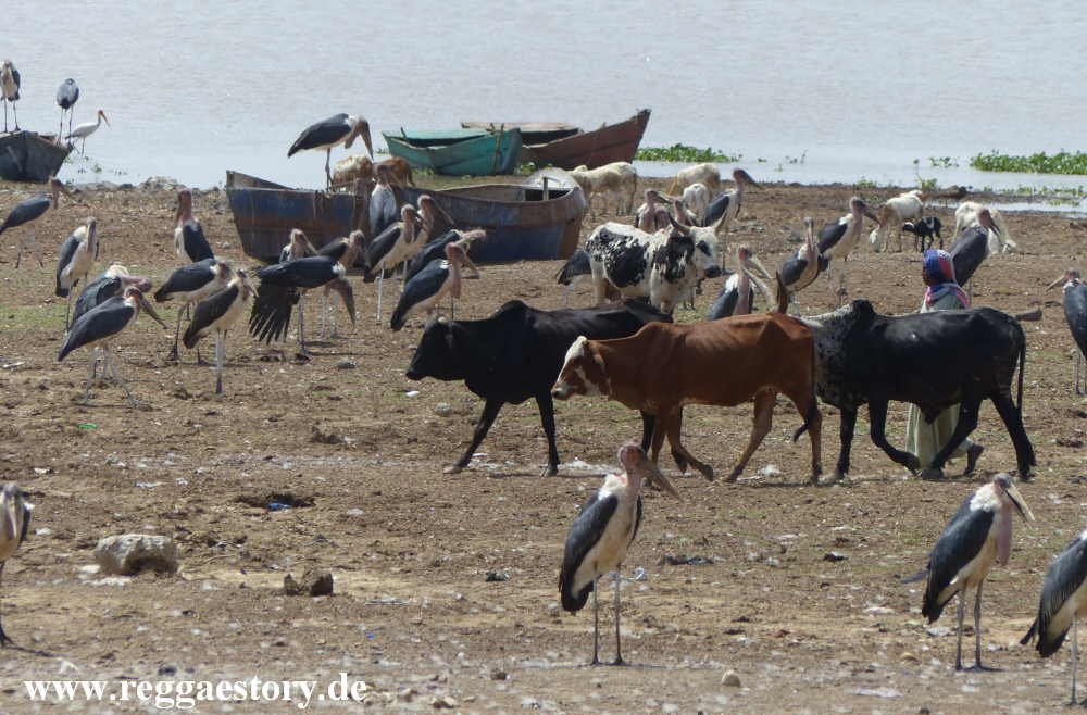 Marabus - Lake Koka - Ethiopia