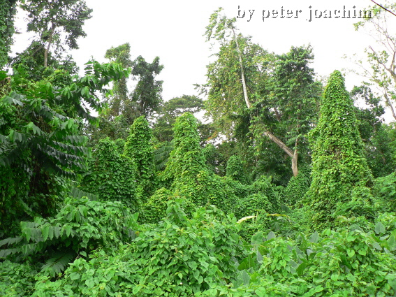 Vegetation bei Port Antonio