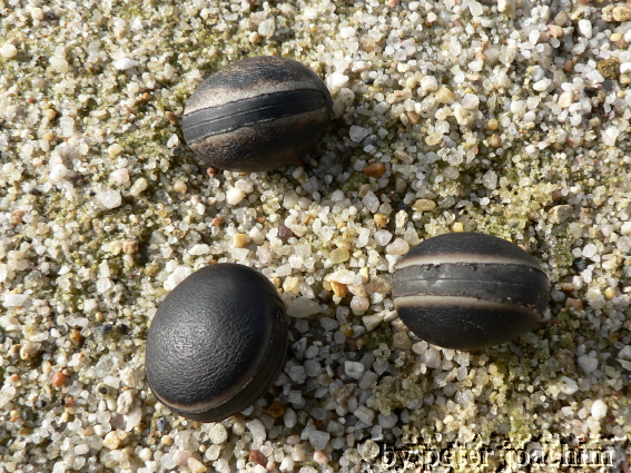 Horse Eye