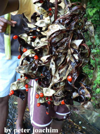John Crow Beads