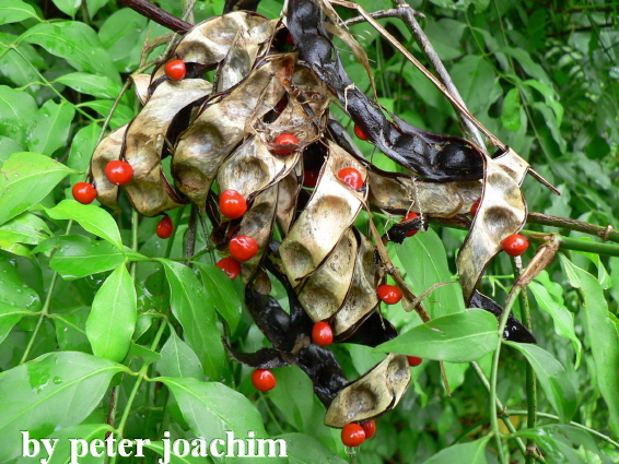 John Crow Beads