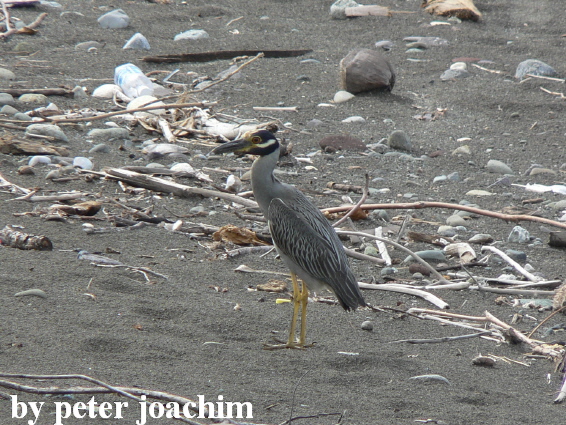 Vogel am Strand