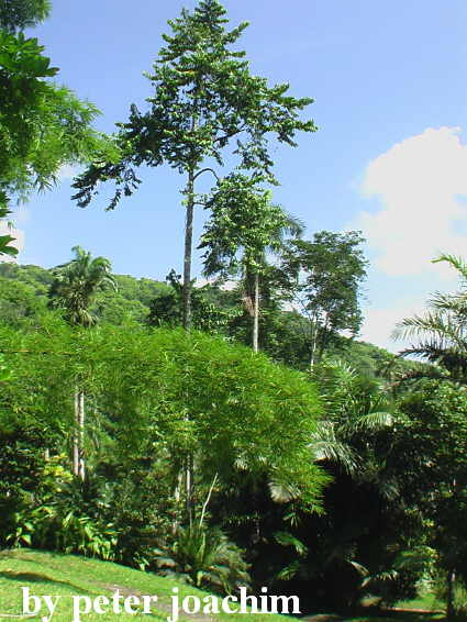 Castleton Botanical Gardens