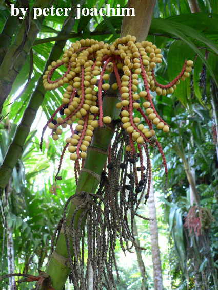 Castleton Botanical Gardens