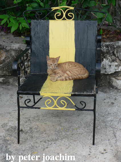 Katze vom Irierest