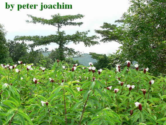 Accompong