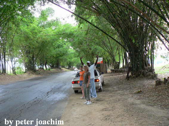 Bamboo Avenue