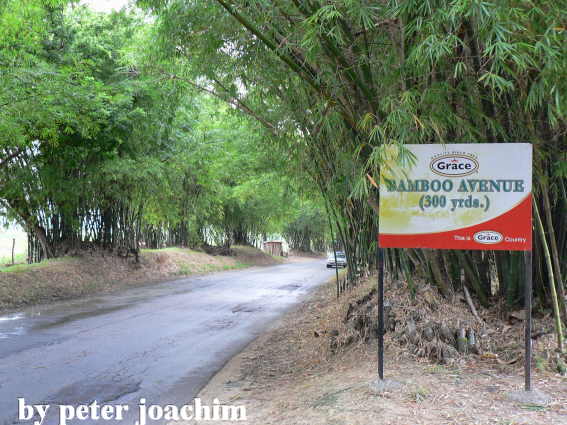 Bamboo Avenue